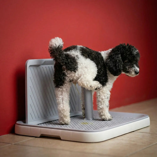 Fekete-fehér kiskutya használja a lábemelős tréning toalettet piros háttér előtt.